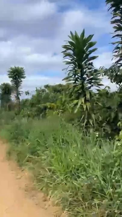 Bán đất 600m² Đinh Lạc, Di Linh - Sổ TC, Giá 1.55 Tỷ