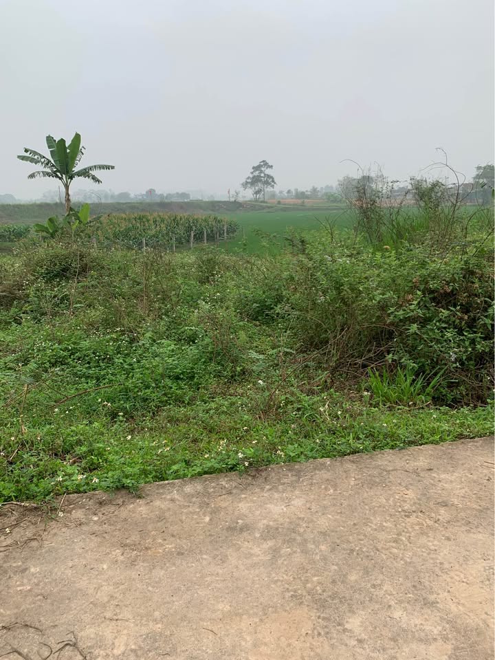 Bán đất Nghĩa Đàn 186m² - Vị trí trung tâm, giá tốt