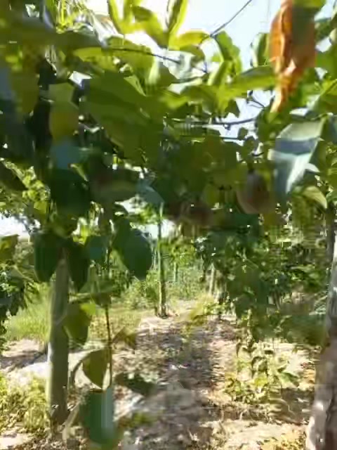 Đất Nền Tuy An, Phú Yên 11.000m² - Sổ Hồng Sẵn Sàng, Giá 1.65 Tỷ