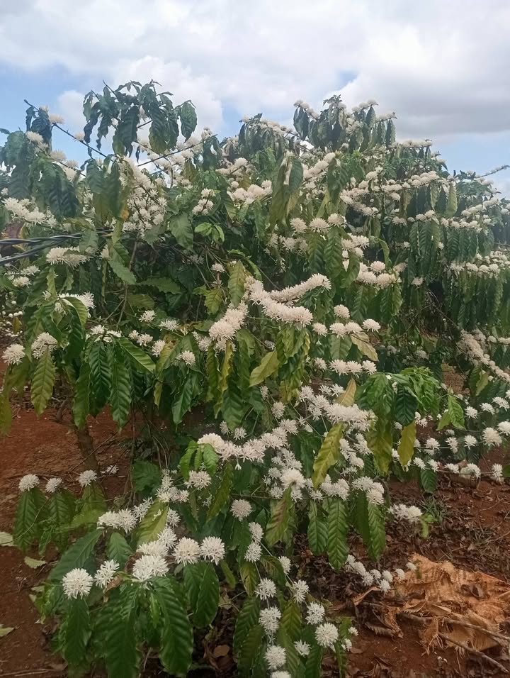 Bán 3600m² đất thổ cư mặt tiền đường liên thôn Krông Nô - Sẵn sàng xây dựng