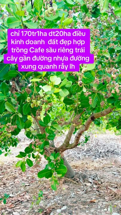 Đất Nông Nghiệp Tuy Đức 20ha - 34 Tỷ - Tiềm Năng Kinh Doanh Cà Phê, Sầu Riêng