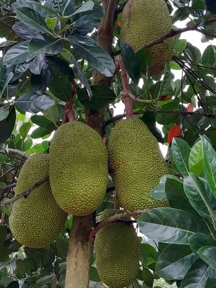 Đất nền Chơn Thành 248m² giá 690 triệu - Sổ đỏ chính chủ!