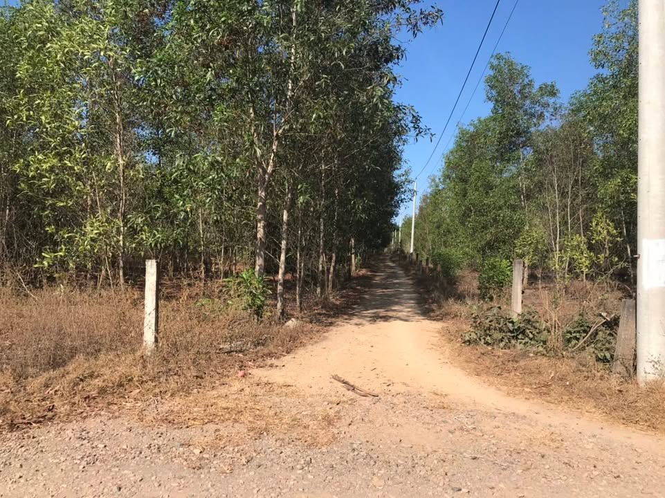 Bán Đất Vườn 10.000m² tại Hàm Thuận Bắc, Bình Thuận - Giá Đầu Tư Hấp Dẫn