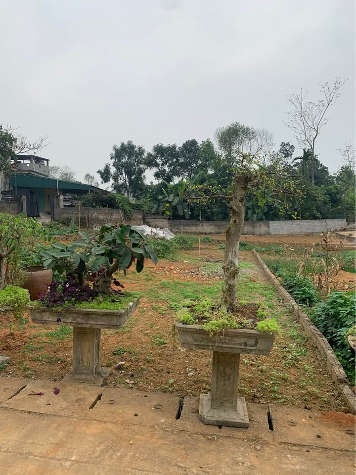 Đất nền Phan Thiết, Tuyên Quang 100m² - Sổ đỏ chính chủ!