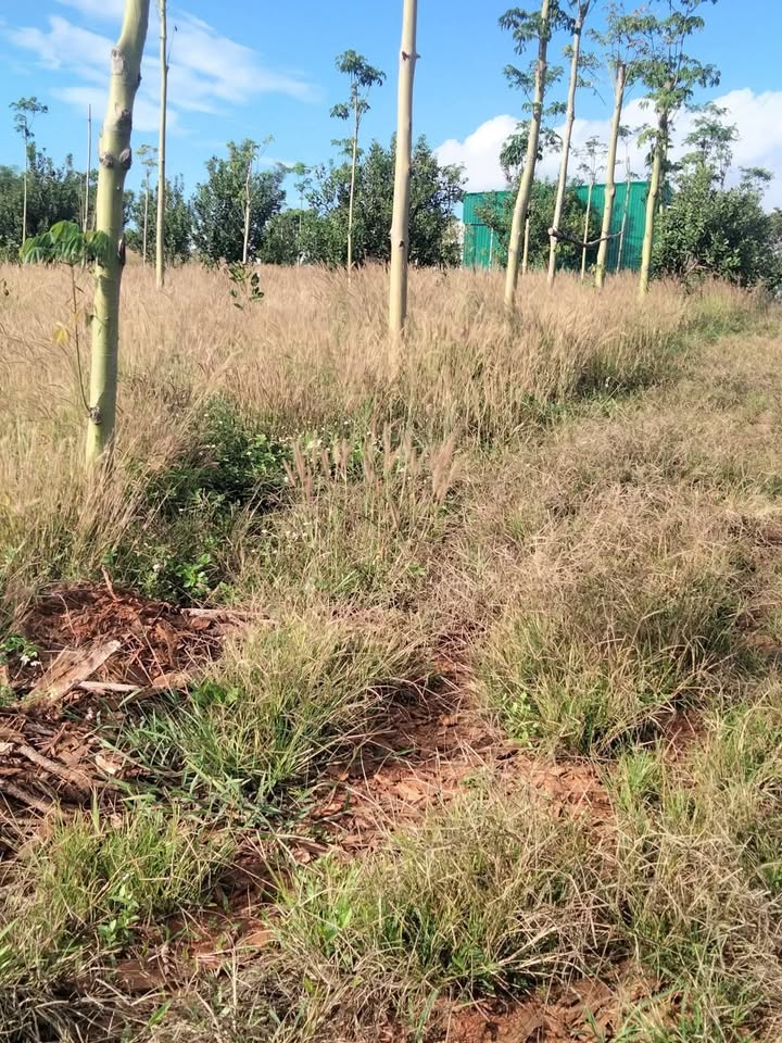 Bán Gấp 4ha Đất Quảng Tâm Tuy Đức - Sổ Đỏ Rõ Ràng, Giá Đầu Tư 2.1 Tỷ