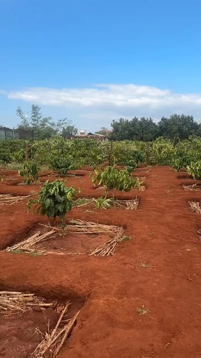 Nhà cấp 4 Xã Ia Phang, Chư Pưh 2350m² - Chính chủ bán!