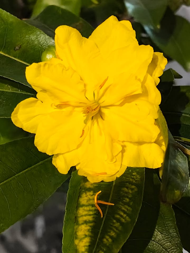 Đất Nền Thôn 2, Châu Đức 109m² - Sổ Đỏ Sẵn Sàng