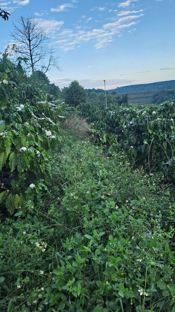 Bán Đất Rẫy Ia Grai 10.500m² - 880 Cây Cà Phê Tơ, Giá 1.5 Tỷ