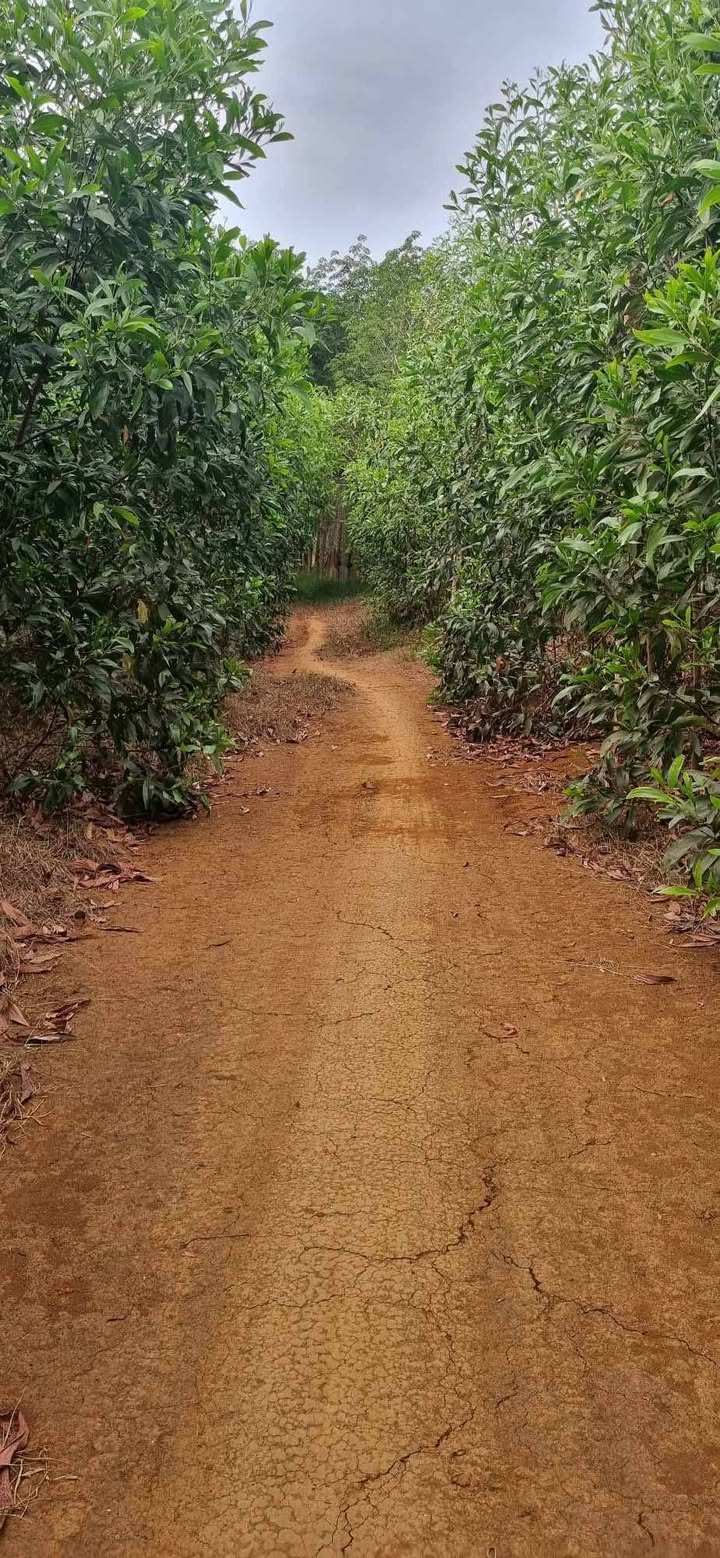 Đất nền Ea Bar, Sông Hinh 28800m² - Sổ đỏ chính chủ!