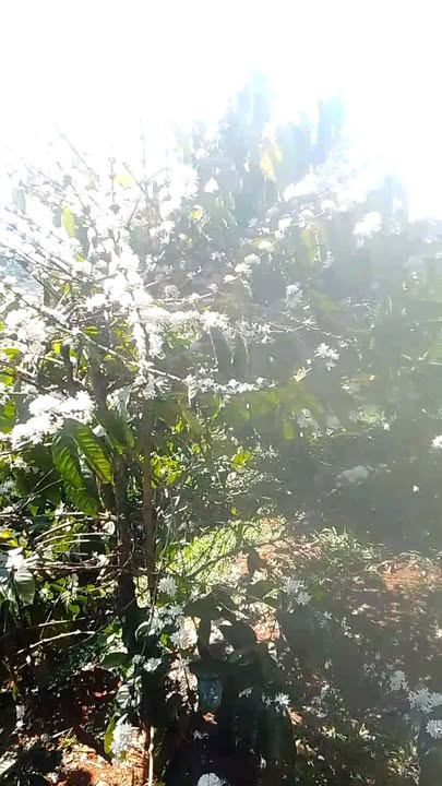 Đất Vườn Đắk Nông 16.000m² - 2.59 Tỷ - Sổ Đỏ Sắp Cấp