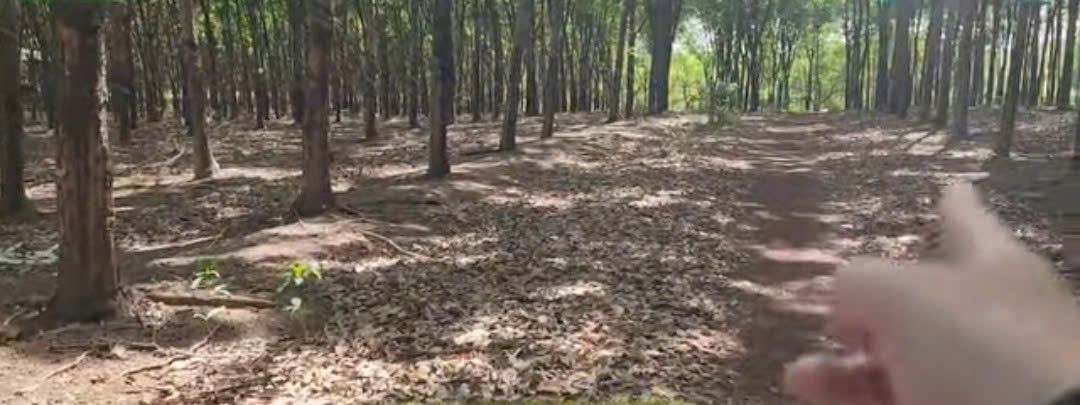 Bán 15ha Cao Su 15 Năm Tại Chơn Thành, Bình Phước - Giá Tốt, Sẵn Sàng Đầu Tư