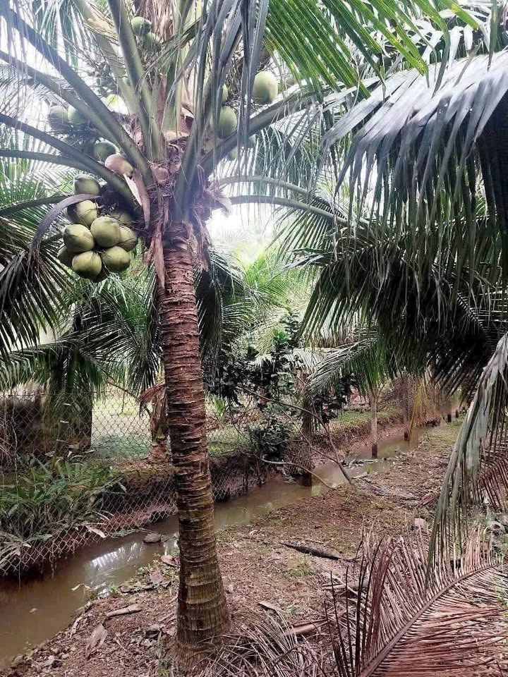 Đất Vườn An Phước, Vĩnh Long 7200m² - Sinh Thái Xanh, Đang Thu Hoạch!