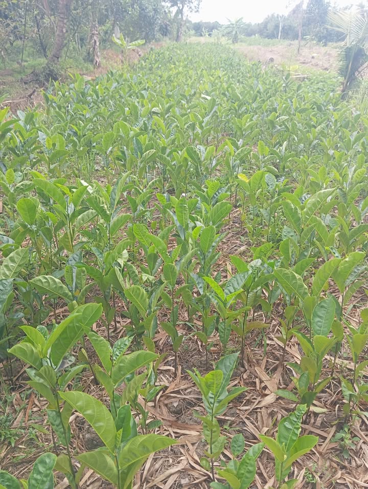 Đất vườn Lê Bình Cần Thơ 4000m² - Sinh thái xanh