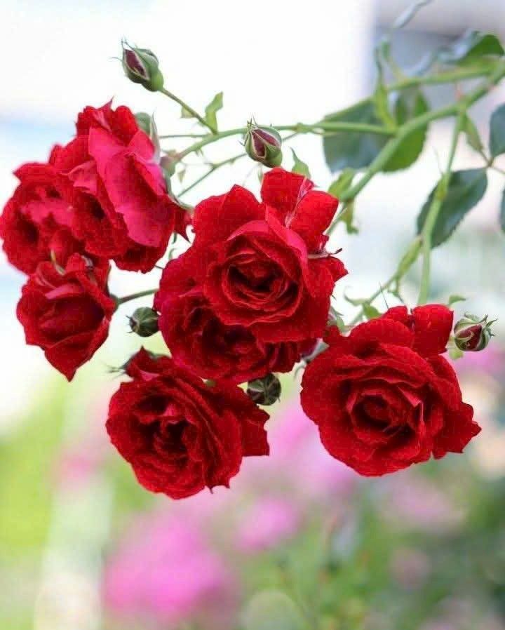 Lô Đất Gò Vấp 100m² - Đất thổ cư 100%, pháp lý minh bạch!