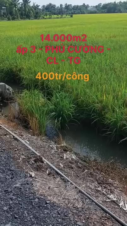 Bán 14 Công Đất Vườn Tiềm Năng Tại Cai Lậy, Tiền Giang - Giá Đầu Tư 400 Triệu/Công