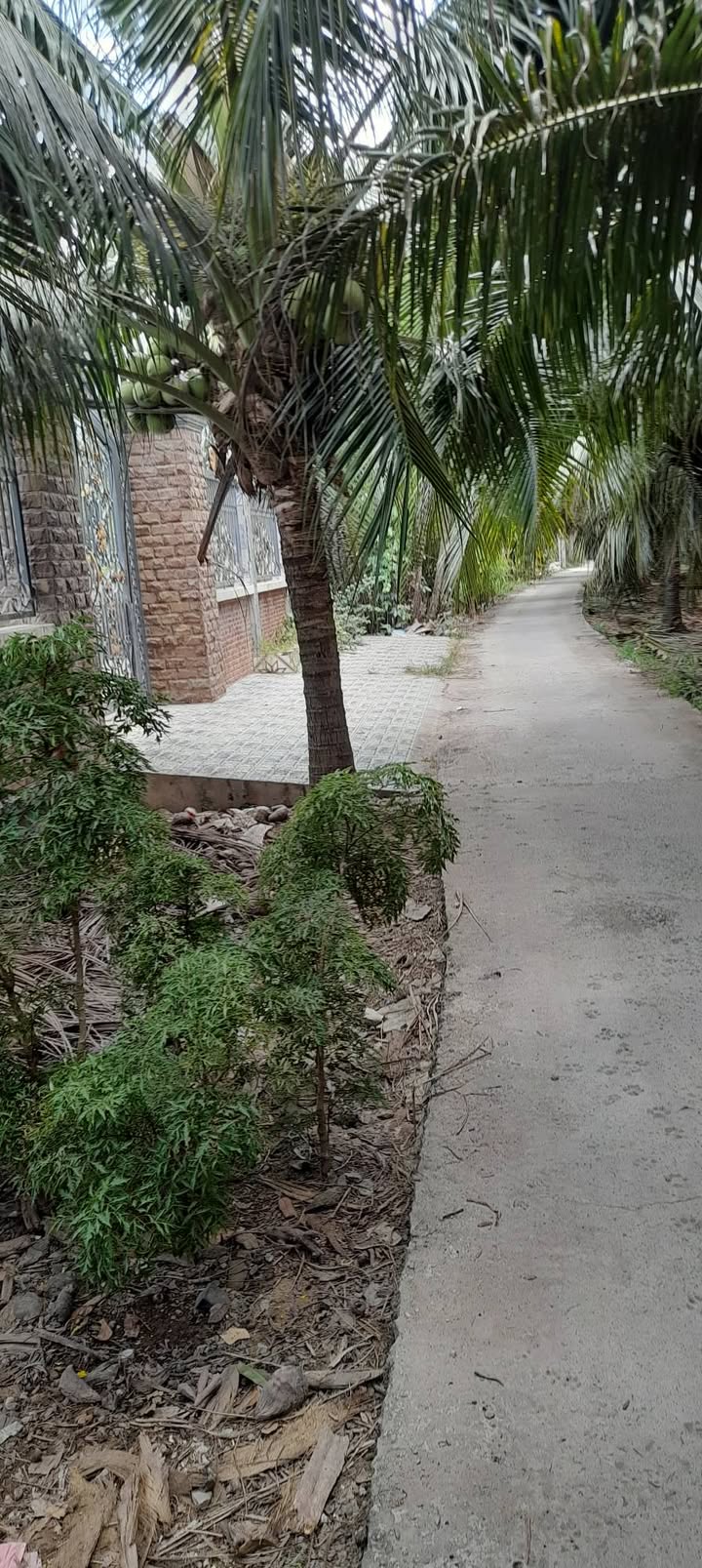 Đất có biệt thự Phong Nẫm, Bến Tre 1300m² - Nghỉ dưỡng lý tưởng!