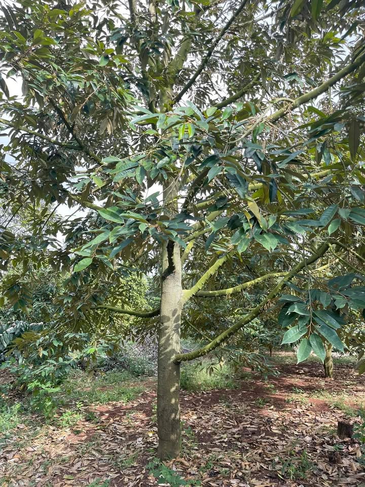 Farm 11.000m² Đắk Lắk - Thu nhập ổn định từ Cà phê, Tiêu, Sầu riêng