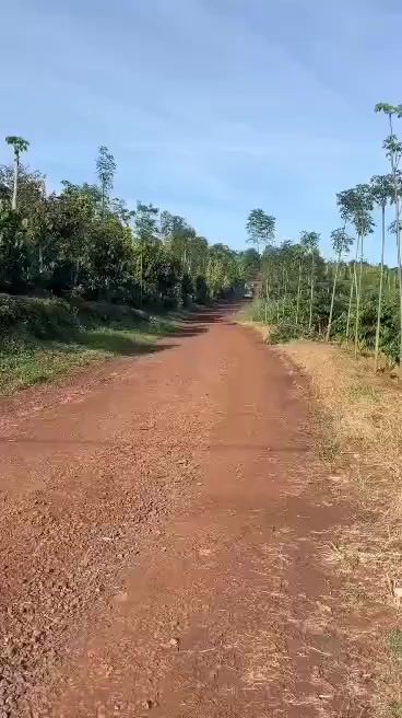 Rẫy Cà Phê Cư M'gar 2628m² - Sổ đỏ chính chủ, bán gấp!