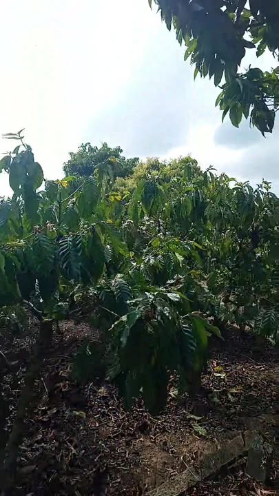 Bán Gấp Nhà Vườn 7500m² Đắk Lắk - Sổ Hồng Riêng