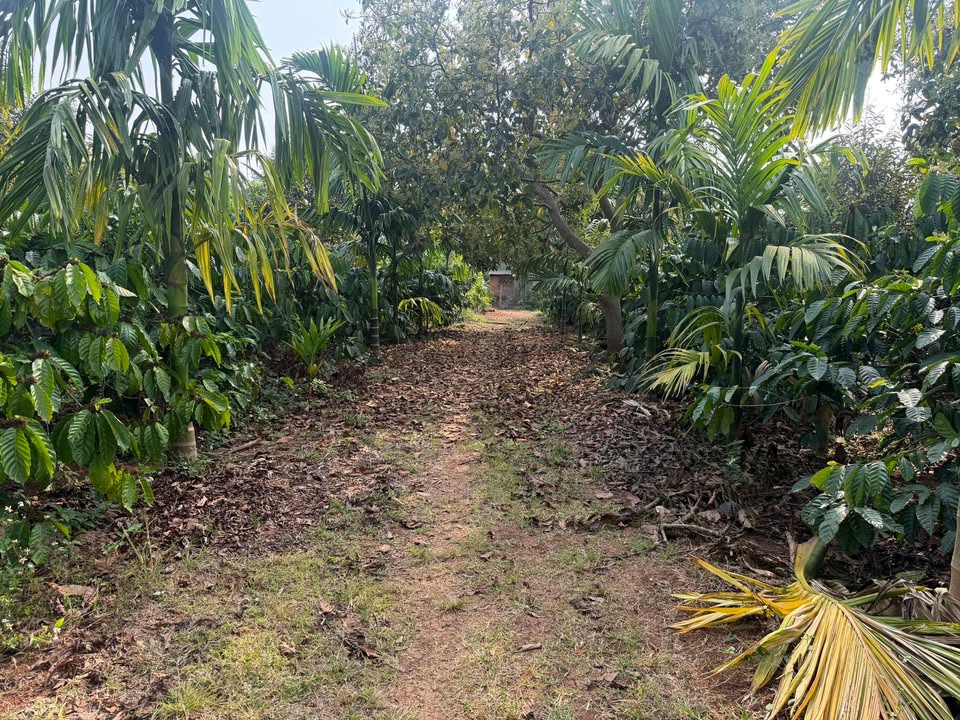 Bán Đất Rẫy 1ha Đắk Lắk - Vườn Trái Cây Trĩu Quả, Sổ Đỏ Chính Chủ