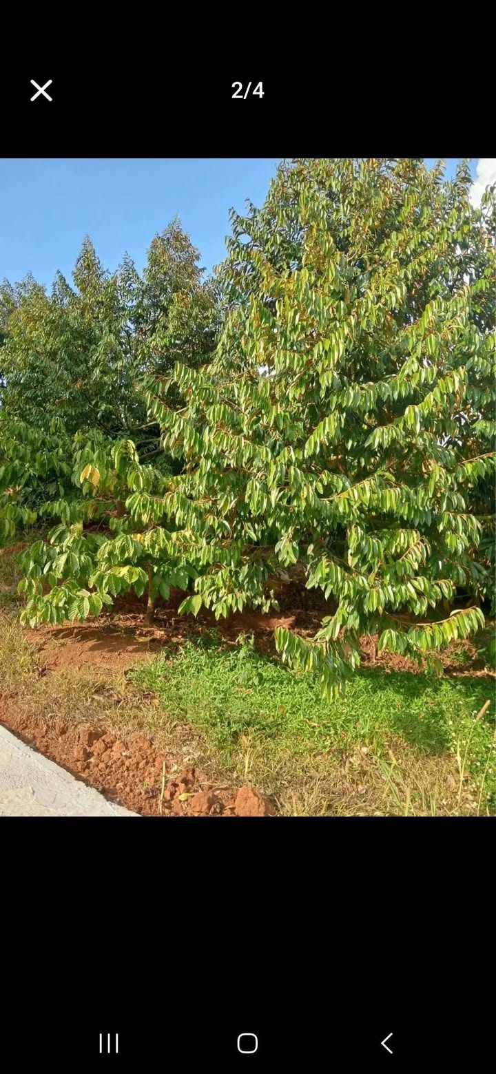 Bán Đất Vườn Đăk Lăk 12.600m² - Sầu Riêng, Cà Phê Thu Trái Quanh Năm