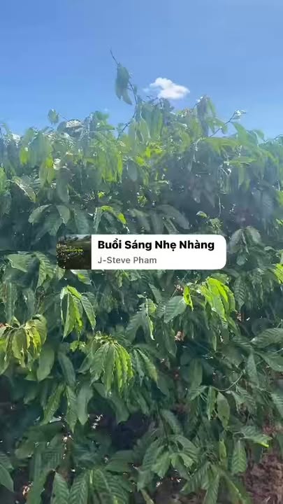 Bán gấp rẫy 12.000m² tại Chư Sê - 1000 cây cà kinh doanh, sổ riêng