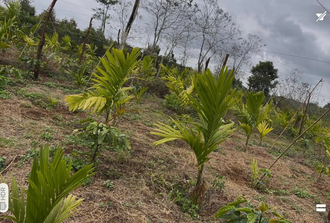 Đất Rẫy Ea D'Rơng 1512m² - Cơ Hội Đầu Tư Sinh Thái!