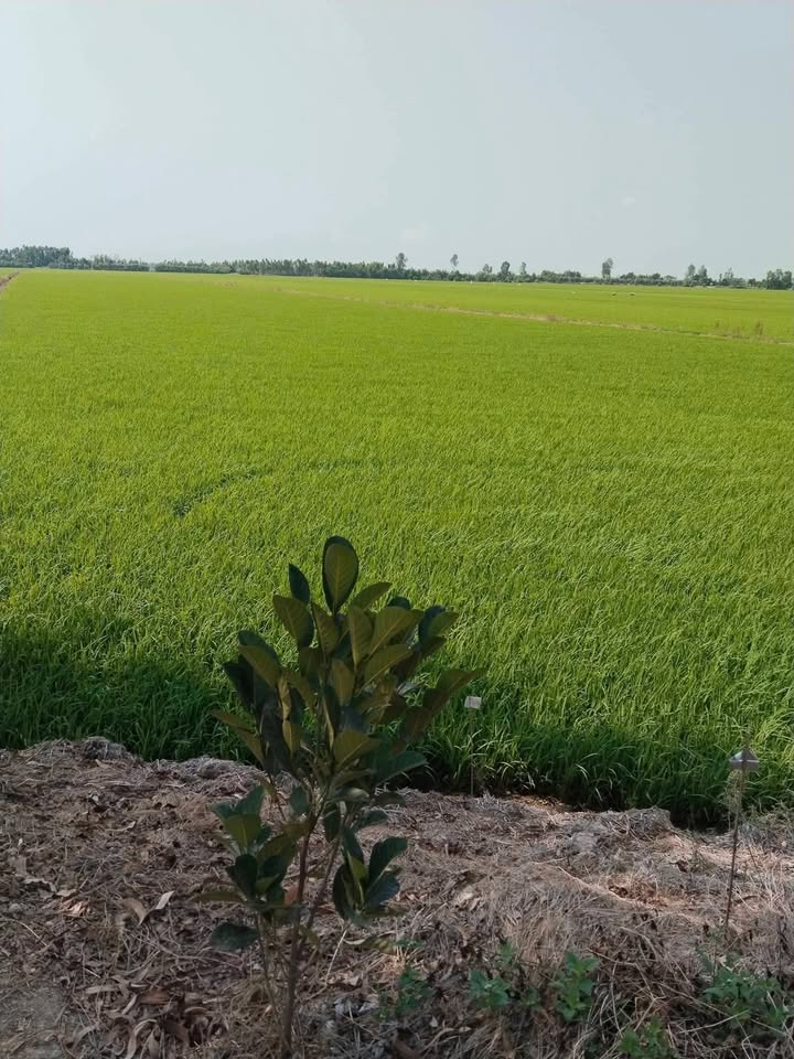 Bán Gấp 1.44ha Đất Vườn Long An - Sổ Hồng Sẵn Sàng