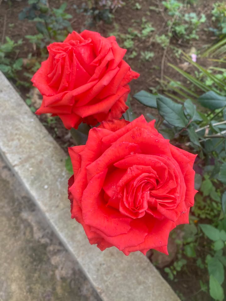 Bán Gấp Đất Nền Mộc Châu 4300m² - Mặt Tiền Tỉnh Lộ 104, View Thung Lũng