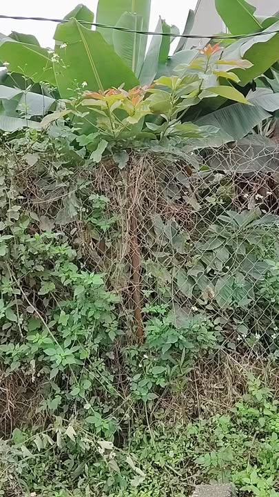 Đất Nam Đàn 148m² bám QL46 - Sổ đỏ sẵn sàng giao dịch