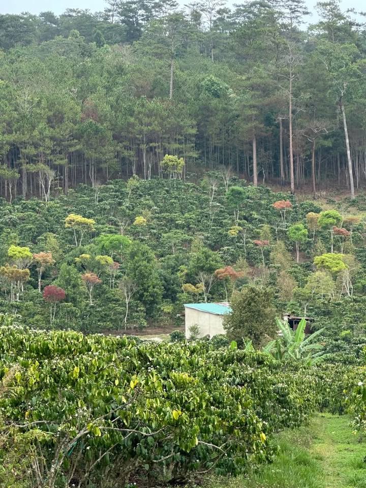 Đất nền Lộc Phú, Bảo Lâm 2.52ha - Tiềm năng tăng giá vượt trội!