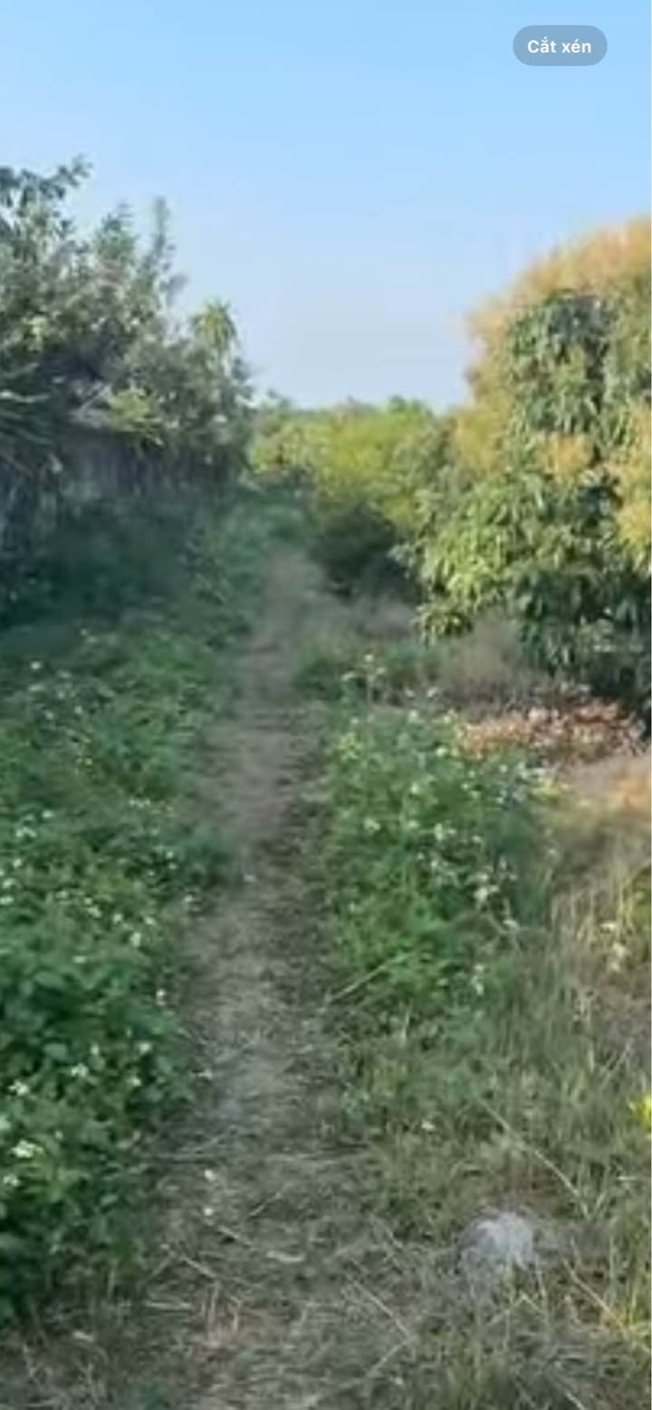 Đất Vườn Phượng Sơn Lục Ngạn 1860m² - Hơn 1 Tỷ, Sổ Đỏ, Tiềm Năng Phân Lô