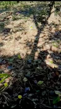 Đất Điều 20.000m² Đắk Nông - Sổ Đỏ, Giá 1.25 Tỷ