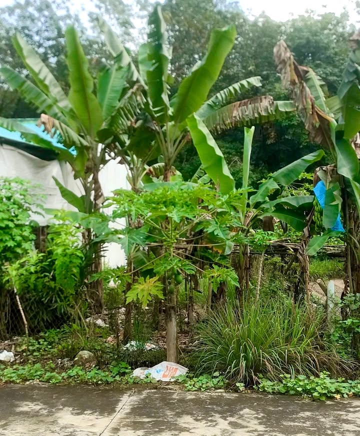 Đất Nền Phú An - Bến Cát 115m² Giá 750 Triệu - Sổ Đỏ Quy Hoạch Đất Ở