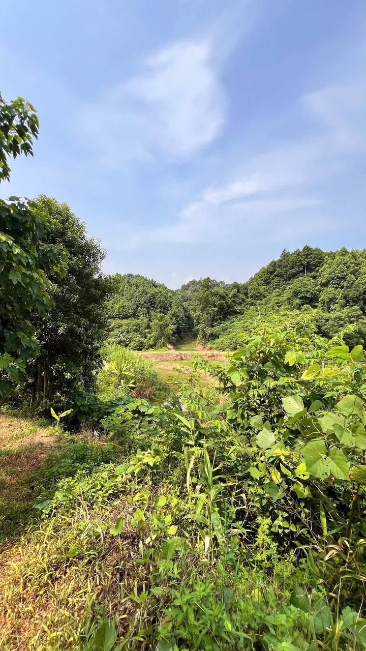 Đất nền 7000m² Sapa, Lào Cai - Sổ đỏ sẵn, ô tô vào tận nơi