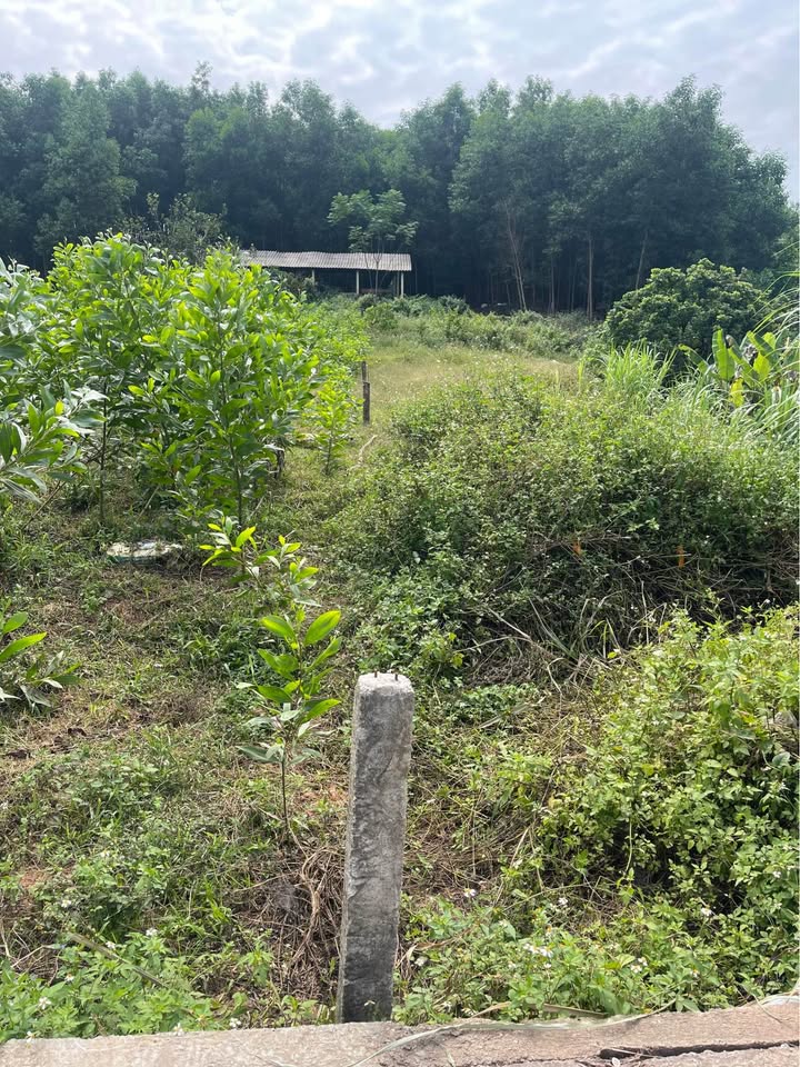 Đất nền Phú Bình 240m² - 2 Mặt Tiền Nở Hậu, Giá Chỉ 600 Triệu