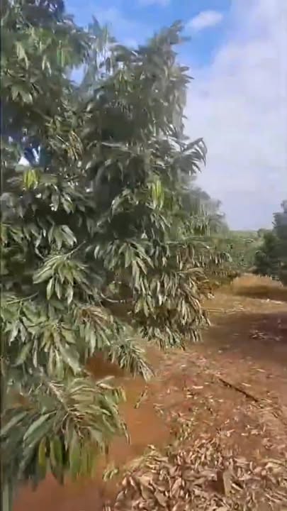 Đất Vườn Ea Kar - 5000m² Trồng Sầu Riêng 5 Năm Tuổi - 2 Tỷ