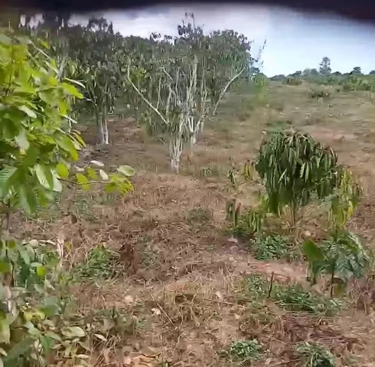 Đất Vườn Lâm Đồng 2520m² - Sẵn Sổ Đỏ, Giá Đầu Tư 1.4 Tỷ