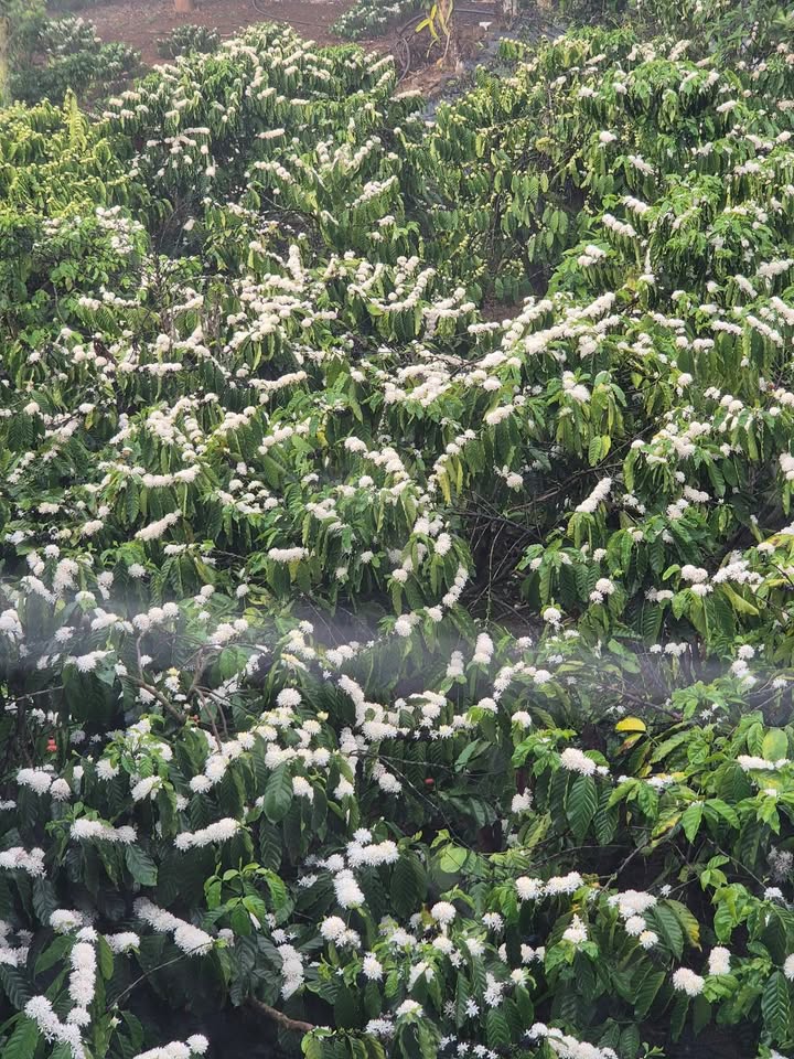 Đất Vườn Tân Thành, Đức Trọng 2520m² 1.4 Tỷ - Đầu tư dài hạn!