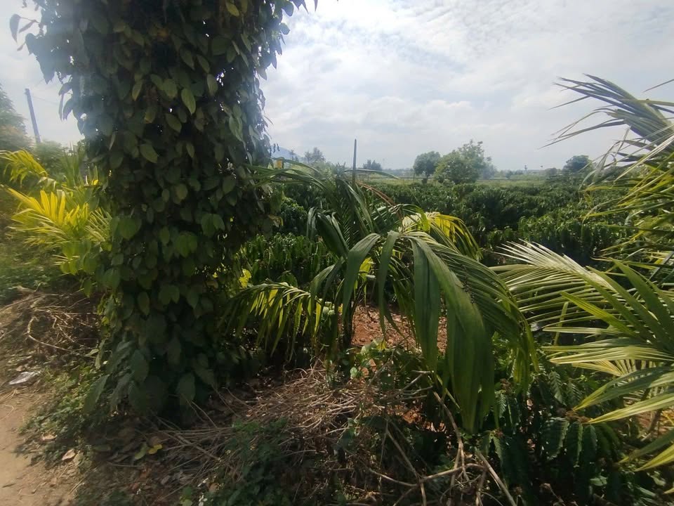 Đất Nền 333m² Đức Trọng - Sổ Hồng Thổ Cư, Giá Tốt