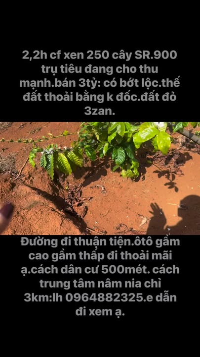 Farm 22.000m² Bảo Lộc - Kinh Doanh Cà Phê, Sẵn Sàng Sinh Lời