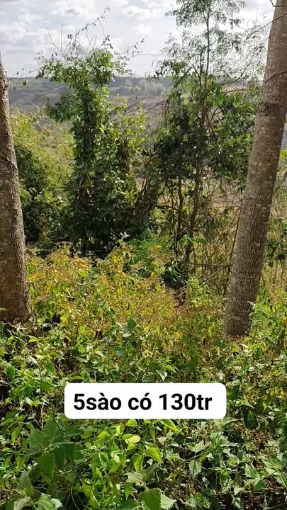 Đất Đắk Mil Đắk Nông - 1800m² Giá Chỉ 130 Triệu - Cơ Hội Đầu Tư