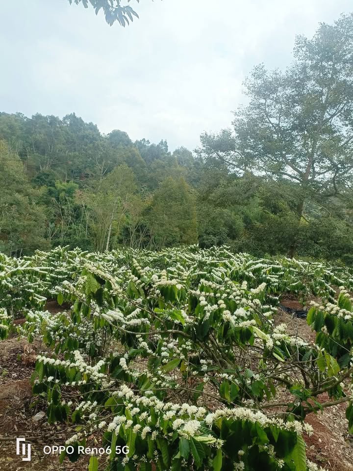 Rẫy Đắk Mil 2.6 tỷ - Sổ đỏ chính chủ, tiềm năng sinh lời!