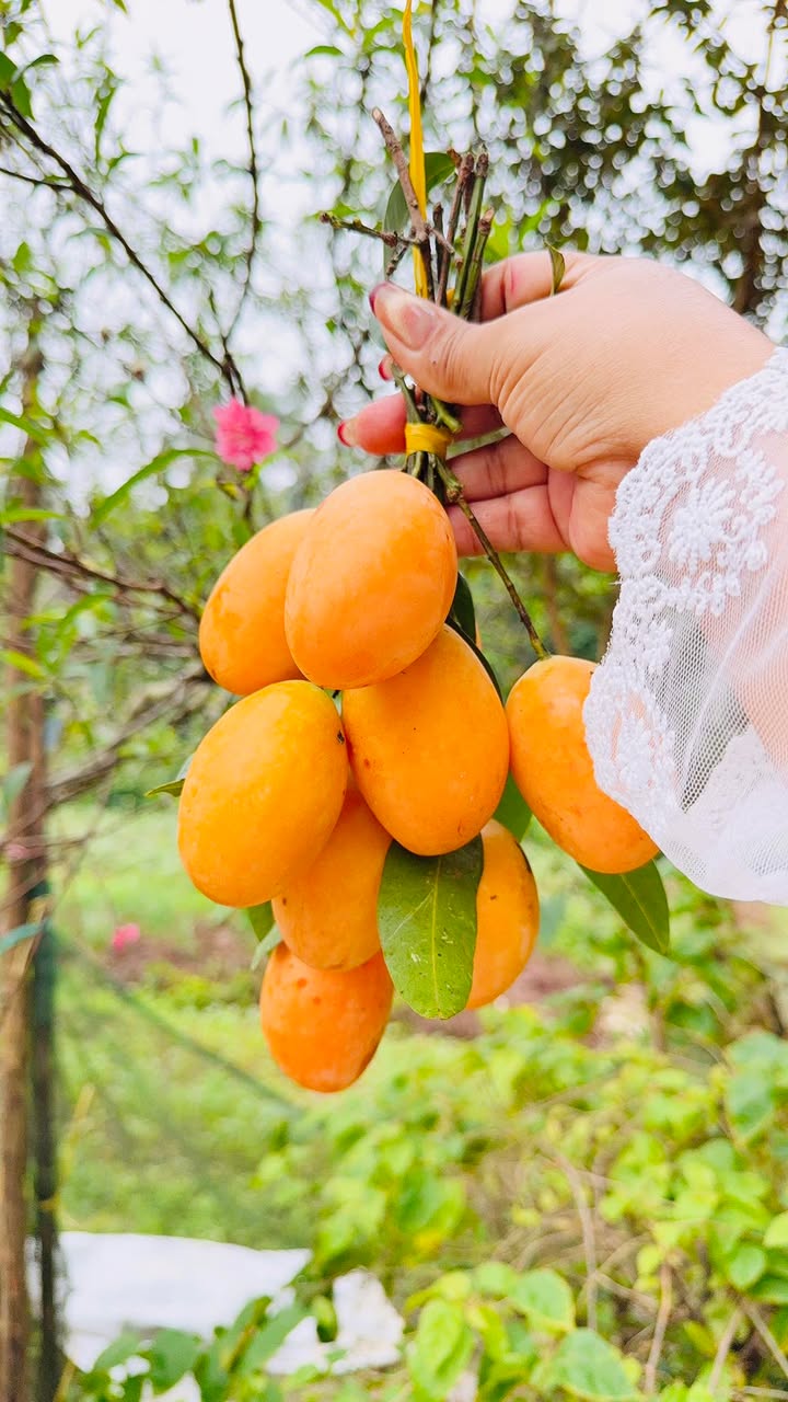 Đất nền Hoài Đức, Bình Định 330m² - Giá tốt, tiềm năng tăng giá!