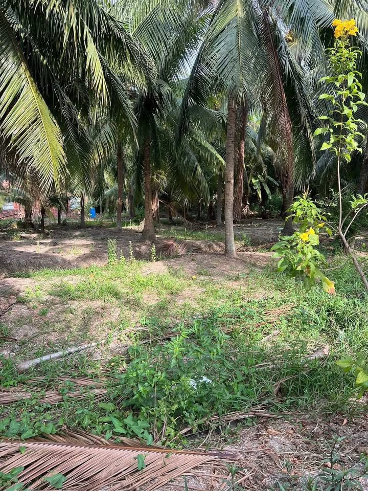 Bán Đất Châu Hưng, Bình Đại 300m² - Sổ Sẵn, Giá 340 Triệu Thương Lượng