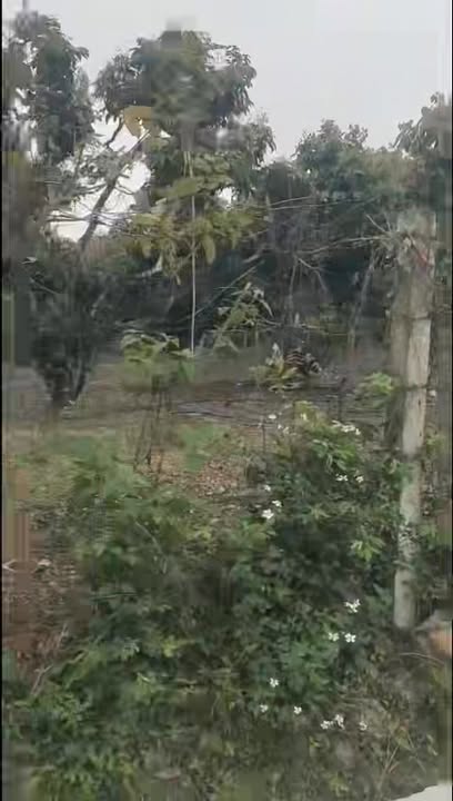 Đất Vườn Yên Dũng 1800m² - Sổ Đỏ Thổ Cư, Kinh Doanh Tiềm Năng