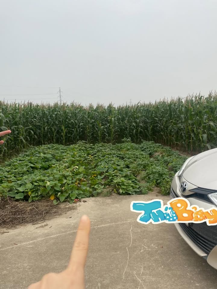 Đất nền Quỳnh Bội, Gia Bình 100m² giá 2.2 tỷ - Sổ đỏ chính chủ