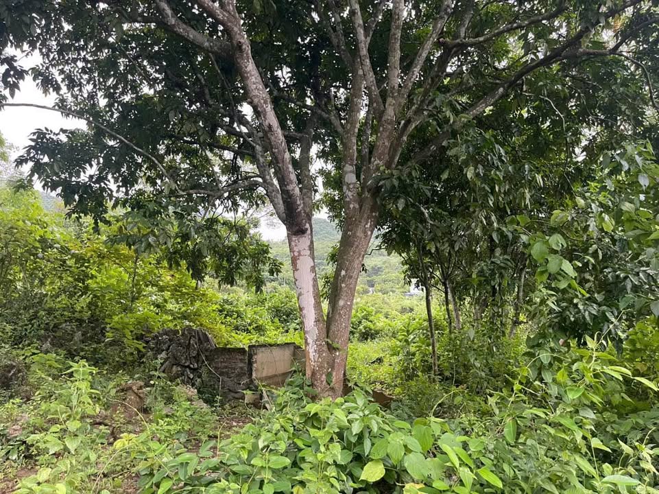 Đất Nghỉ Dưỡng Kim Bôi 5000m² Sổ Đỏ - View Đồng Rộng Thoáng