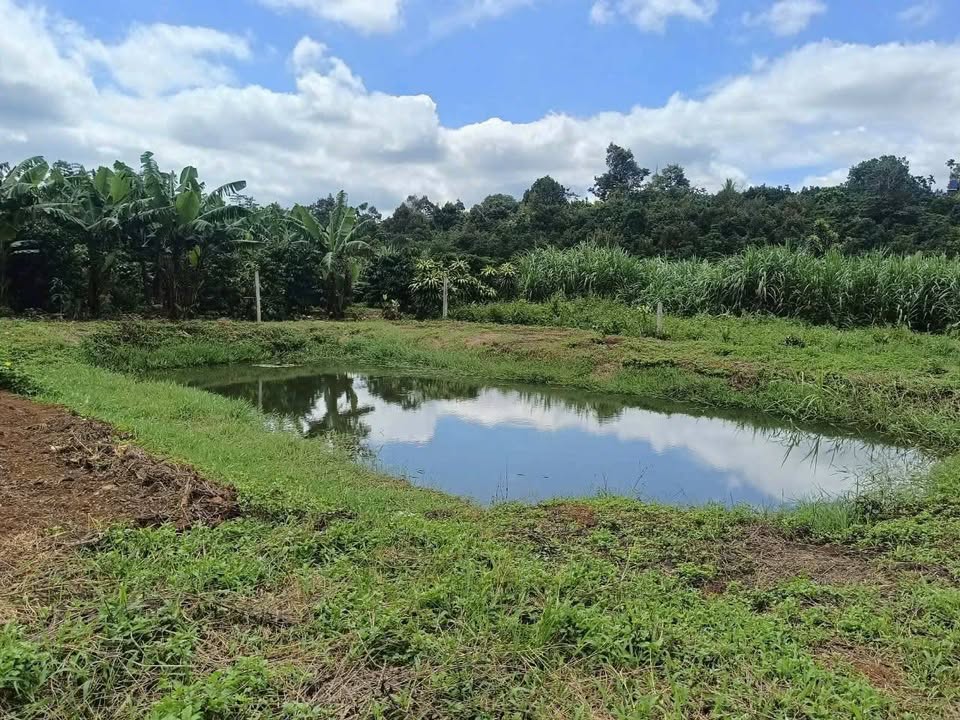 Đất Lộc An Long Thành - 1300m² (133m² Thổ cư) - Sổ đỏ sẵn sàng giao dịch