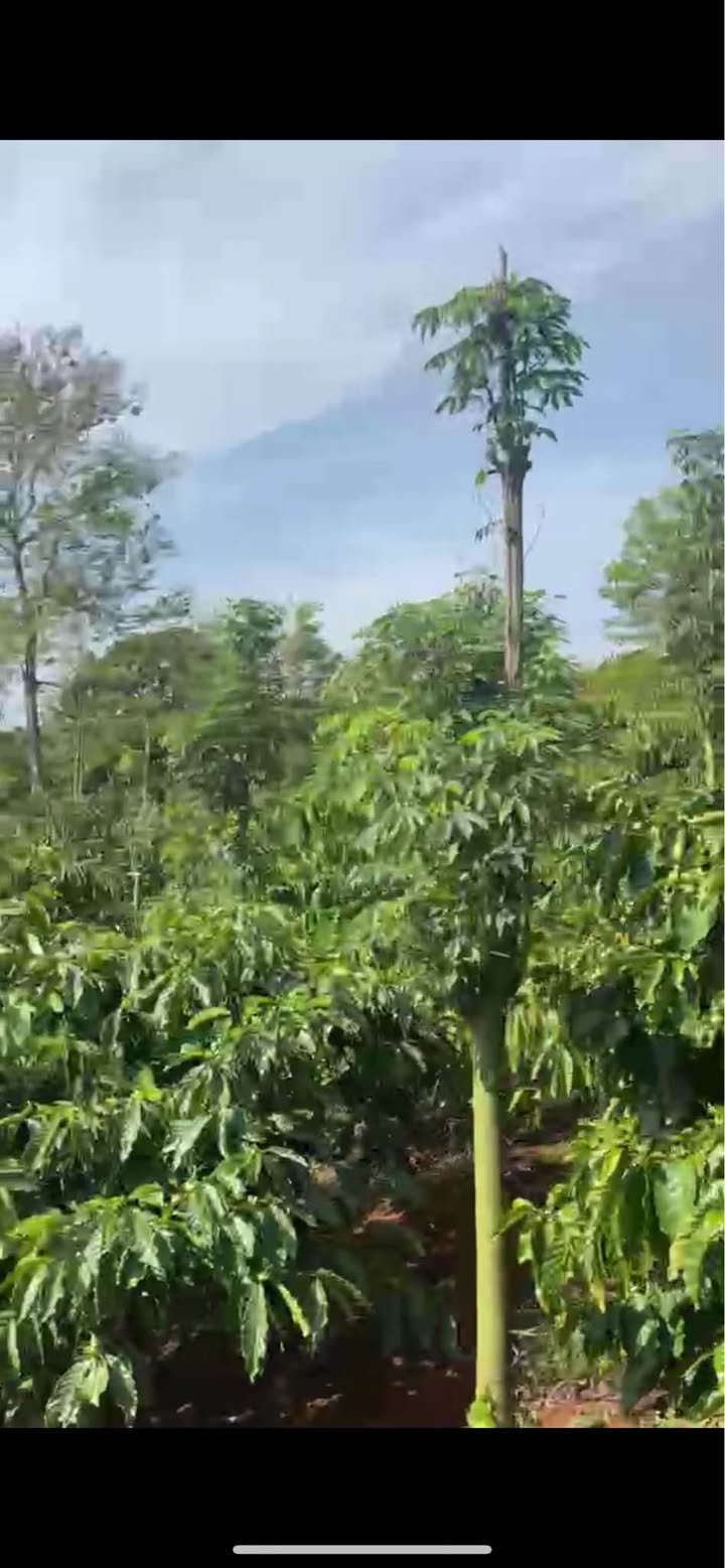 Bán Gấp Đất Tân Đức Bình Chánh 1800m² - Sổ Hồng Sẵn Sàng